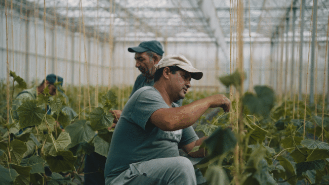 Businessfotografie Mitarbeiter bei der Arbeit für Gemüse Kiening in Dachau, TMC Media